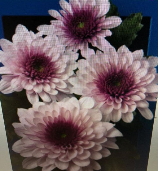 Margarita Nac. Podolsk Rosa 75gr