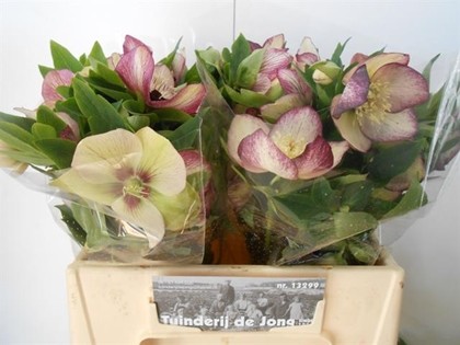 Helleborus Or Q Picotte 40cm x10 Bi.