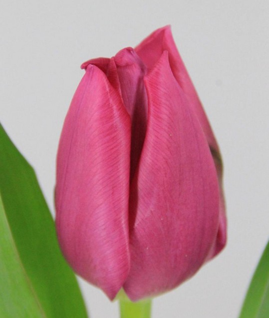 Tulipan Hol. Pink Ardour 40cm Frs.