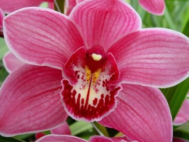 Cymbidium Monica 60cm Frs/Mor.