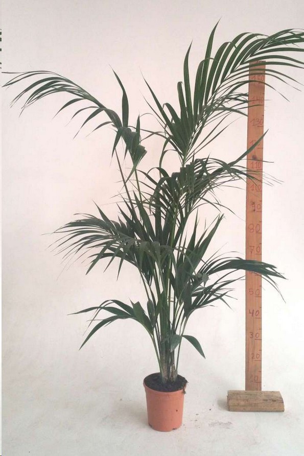 P. Kentia Nac. 19/150cm 3-Matas Premium