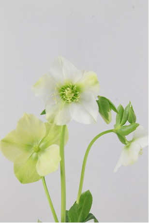 Helleborus Queens White 40cm
