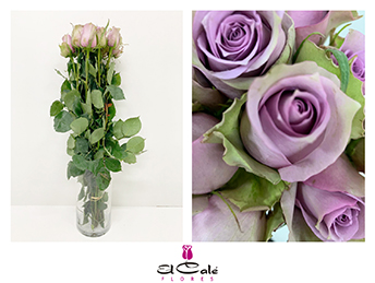 Rosa Hol. Samantha Bridal 50cm
