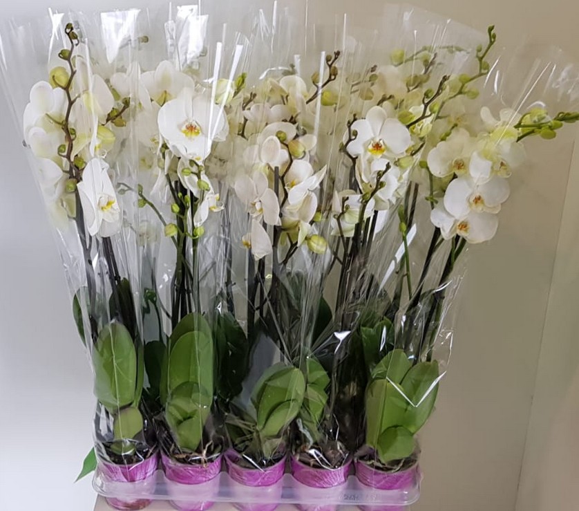 P. Phalaenopsis Ov. White 12/75cm x10 2T Piko.P.