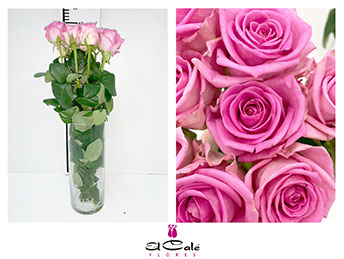 Rosa Hol. Aqua 55cm