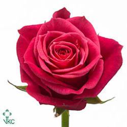 Rosa Hol. Madam Cerise 60cm x10 Fu.