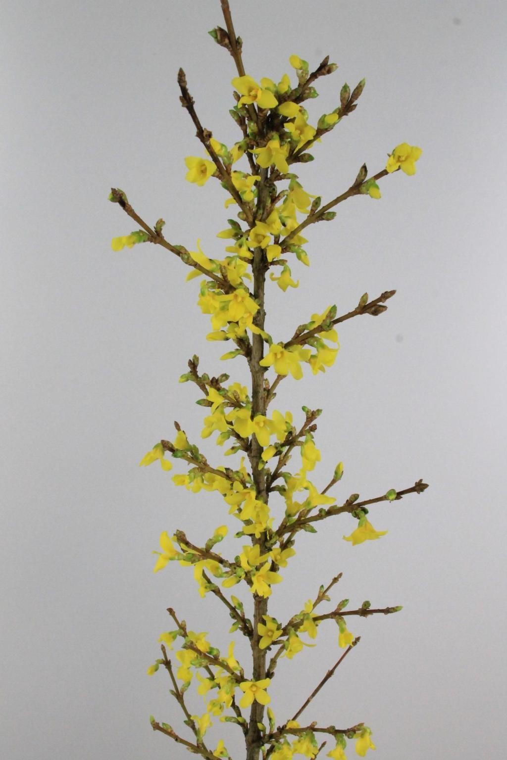 Forsytia Hol. Spectabilis 50cm