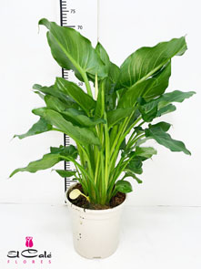 P. Calla Nacional Blanca 20/60cm x6