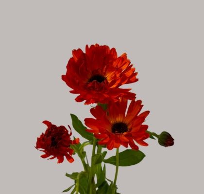 Calendulas Hol. Naranja 45cm