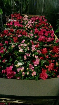 P. Azalea Si Vogel Mixta 14/28cm x6