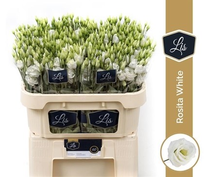 Lisiantus Hol. Rosi White 70cm 55gr "T10"
