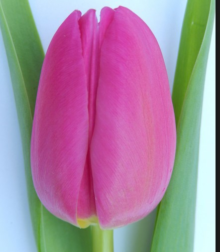 Tulipan Hol. Pink Marlene 40cm Fr.