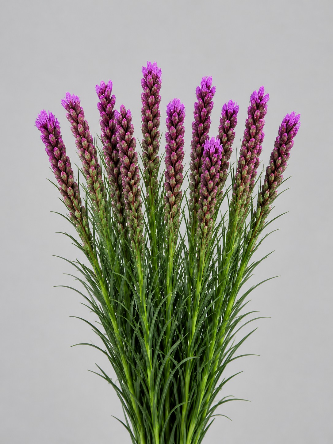 Liatris Nac. 60cm