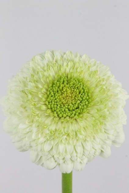 Gerbera Mini Hol. Bv Pon Kermit Bl. "T20"