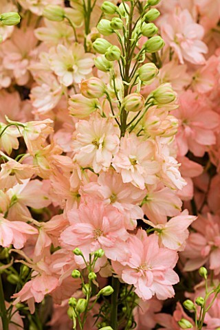 Delphinium Nac. Princes Carolina "Salmon" 100cm