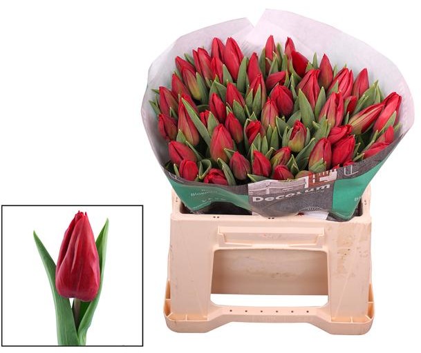 Tulipan Hol. Strong Love Rojo 40cm