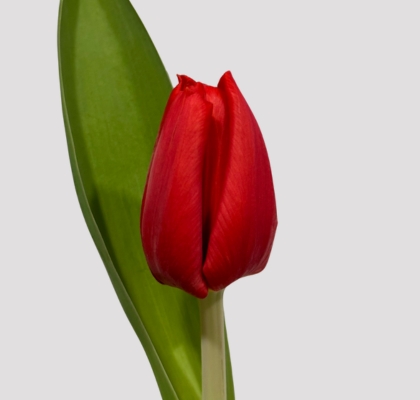 Tulipan Hol. Strong Love Rojo 40cm