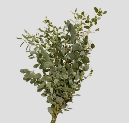 Eucalipto Italia Gunnii 70cm 300gr