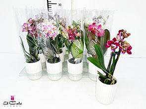 P. Phalaenopsis Mini Mix 6/20cm  2T x12 +Maceta