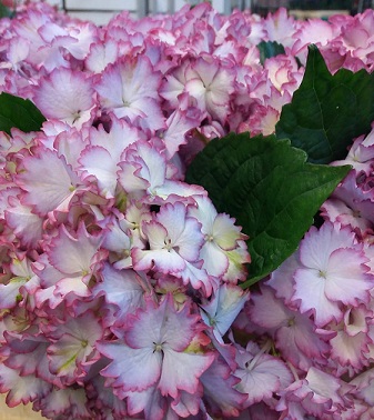 Hortensia Mag. Colourdre 50cm Ø18  x5