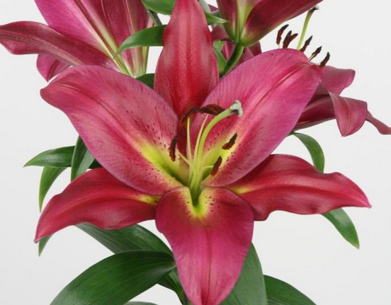 Oriental Hol. Rj. Touchstone 90cm 3/4 fl.