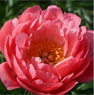 Peonia Nac. Pink Hawaii 45cm