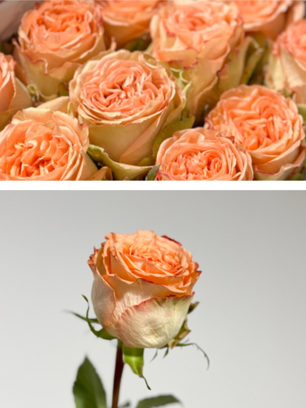 Rosa Ecu. Country Home 50cm