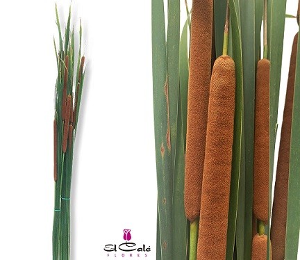 Typha Latifolia Nacional 90cm