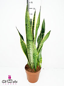 P. Sanseviera Laurentii Hol 17/70cm x6