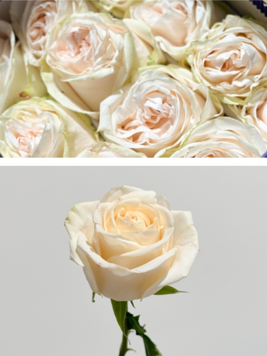 Rosa Ecu. Garden Spirit 60cm