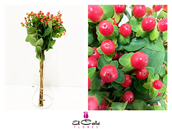 Hypericum Hol. Tomato Flair 50cm "T25"