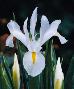 Iris Nacional Blanco 70cm