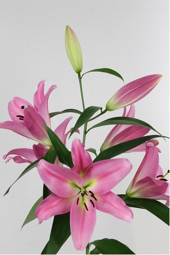 Oriental Hol. Rs. Maldano 80cm 2 flores