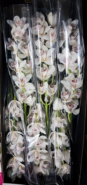 Cymbidium Silver 70cm Bl