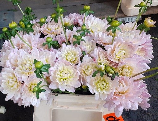 Dalia Hol. Diana Memory 40cm "CC60"