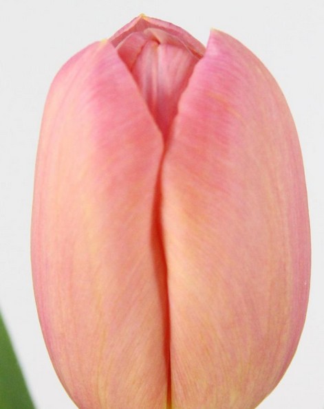 Tulipan Hol. Ace Pink 40cm Rs.