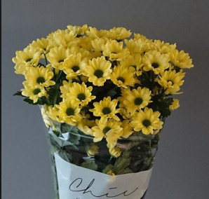 Margarita Hol. Chic Cream 75gr