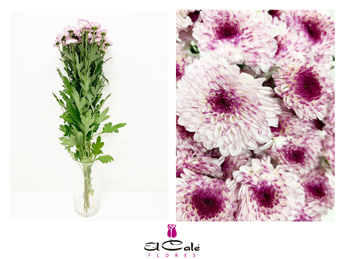 Margarita Hol. Abbey 70gr Rs.