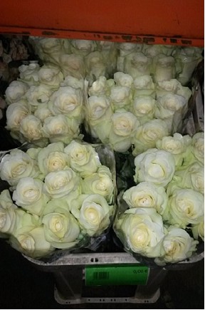 Rosa Hol. Pegasso 60cm Bl