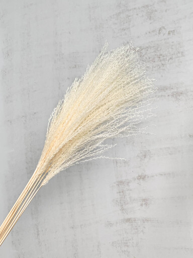 Eulalia Seco Blanco 70cm 100g