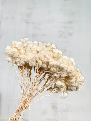 Helichrysum Italicum Seco Blanco 40cm 50g