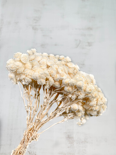Helichrysum Italicum Seco Blanco 40cm 50g
