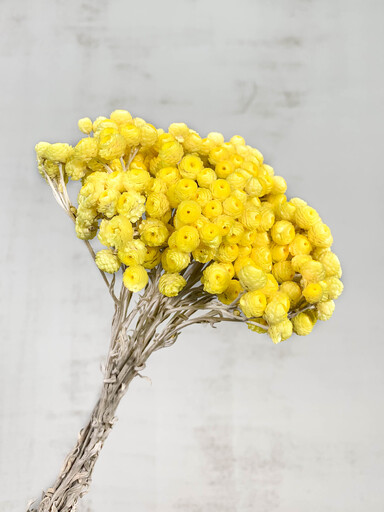 Helichrysum Italicum Seco Amarillo 40cm 50g