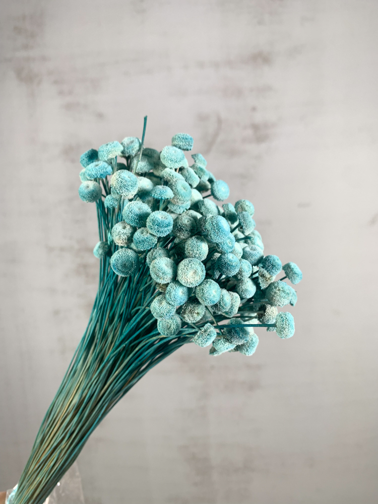 Botton Botao Seco Azul 50cm 100g