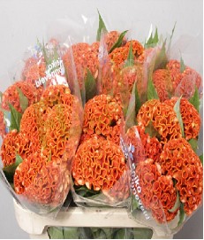Celosia Cresta Hol. Act Zara 65cm Nj.