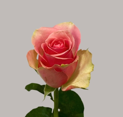 Rosa Hol. Belle Rose 35cm