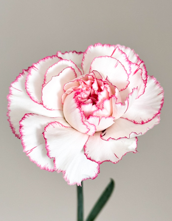 Clavel Nac. 70cm Bicolor Rosa