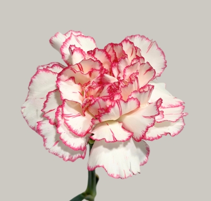 Clavel Nac. 70cm Bacarat Pink