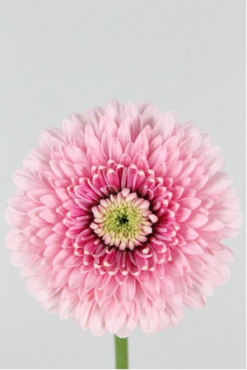 Gerbera Mini Hol. Bv Pom Tracy "T20"