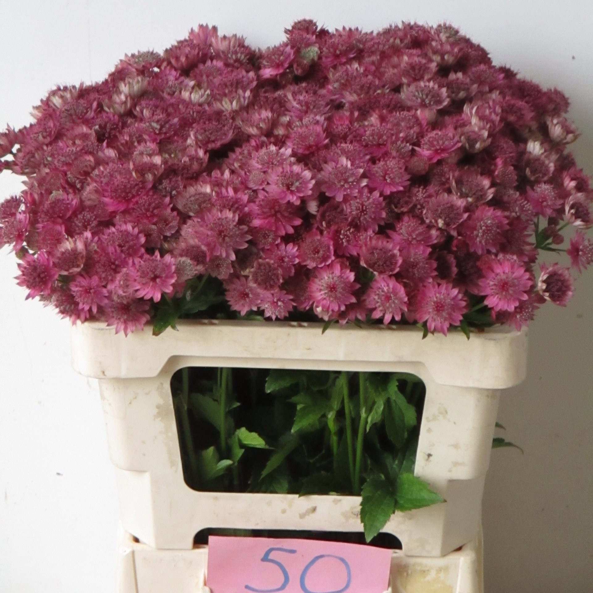 Astrantia Ov. Major 50cm
